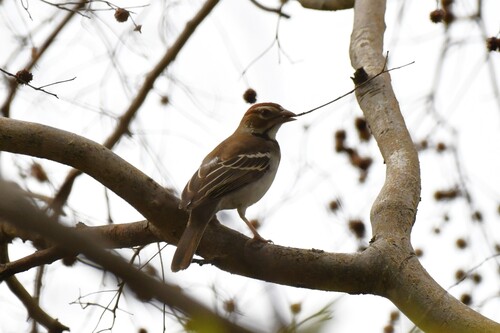 Chestnut-crowned Sparrow-Weaver (Plocepasser superciliosus), photo 3