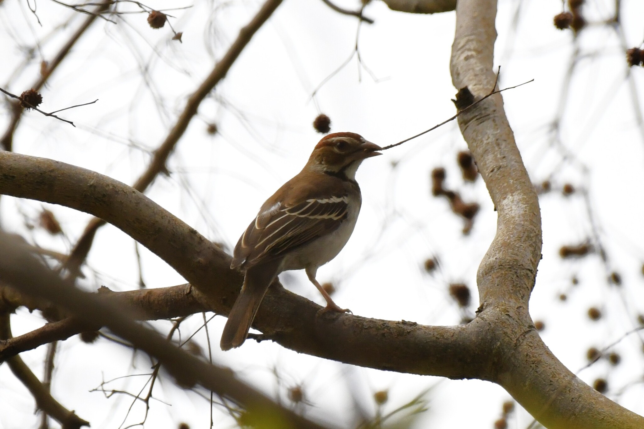 Chestnut-crowned Sparrow-Weaver (Plocepasser superciliosus), photo 3