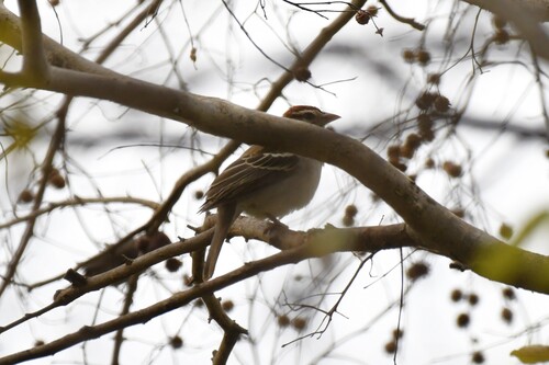 Chestnut-crowned Sparrow-Weaver (Plocepasser superciliosus), photo 5