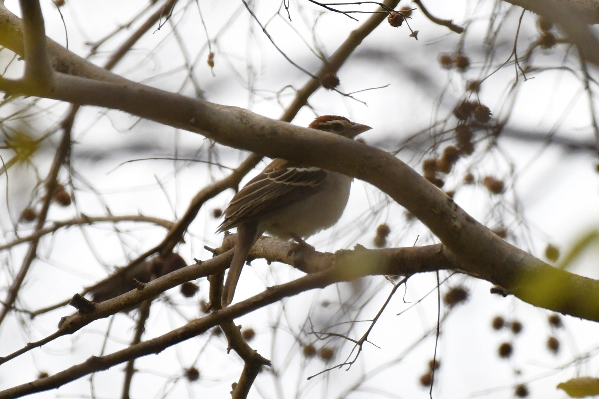 Chestnut-crowned Sparrow-Weaver (Plocepasser superciliosus), photo 5