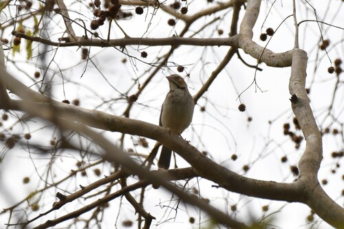 Chestnut-crowned Sparrow-Weaver (Plocepasser superciliosus), photo 6