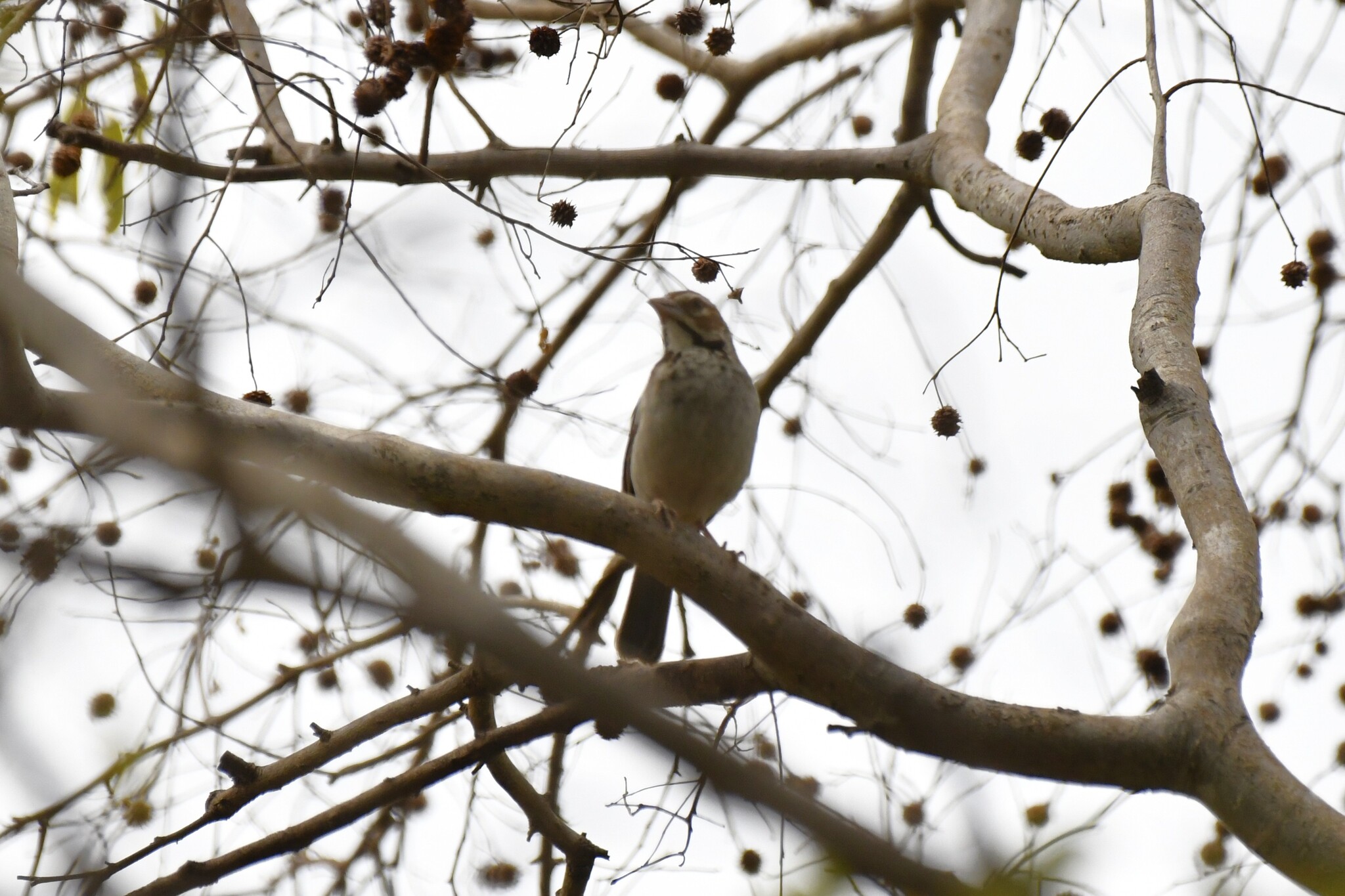 Chestnut-crowned Sparrow-Weaver (Plocepasser superciliosus), photo 6
