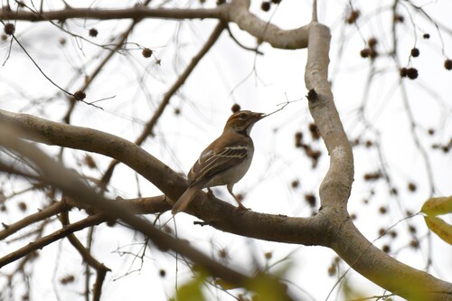 Chestnut-crowned Sparrow-Weaver (Plocepasser superciliosus), photo 4