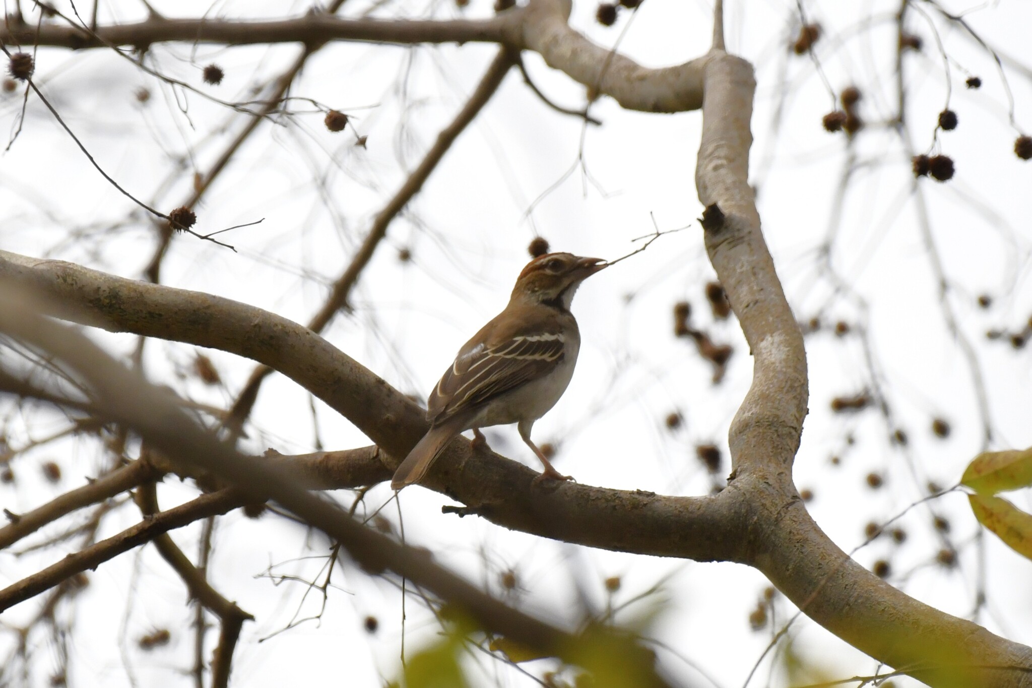 Chestnut-crowned Sparrow-Weaver (Plocepasser superciliosus), photo 4