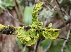 Pseudocyphellaria rubella image