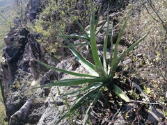 Agave rhodacantha