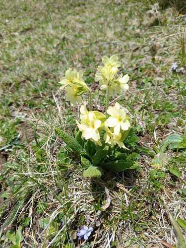 Primula ruprechtii, photograph 5