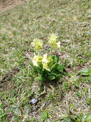 Primula ruprechtii, photograph (c) Maria Kohanovskaya, some rights reserved (CC BY)