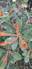 Banksia paludosa, photograph (c) SatNavSaysStraightOn, some rights reserved (CC BY)