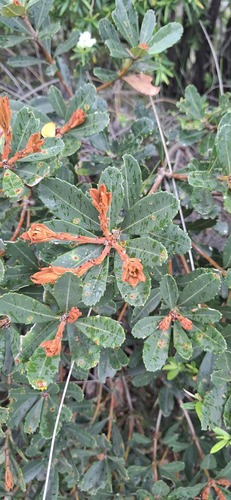 Banksia paludosa, photograph 2