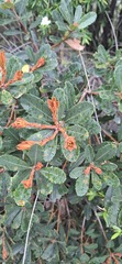 Banksia paludosa, photograph (c) SatNavSaysStraightOn, some rights reserved (CC BY)