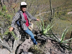 Agave rhodacantha