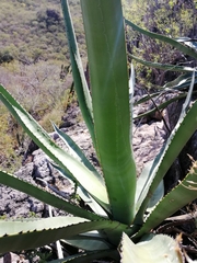 Agave rhodacantha