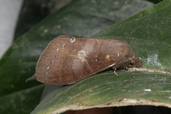 Kunugia latipennis