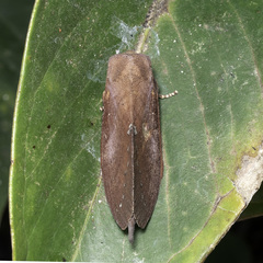Kunugia latipennis