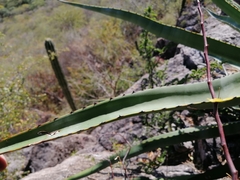 Agave rhodacantha