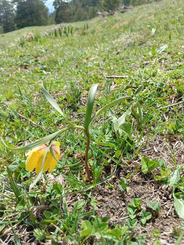 Yellow fritillary (Fritillaria collina)