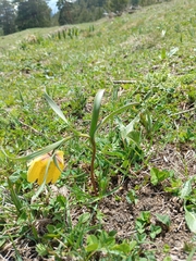Fritillaria collina, photograph (c) Maria Kohanovskaya, some rights reserved (CC BY)
