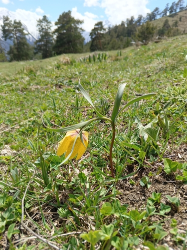 Fritillaria collina, photograph 3