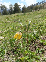 Fritillaria collina, photograph (c) Maria Kohanovskaya, some rights reserved (CC BY)