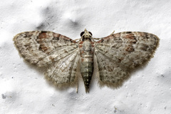 Bosara emarginaria