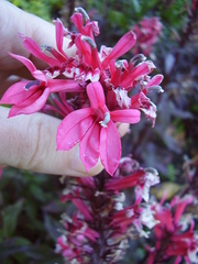 Lobelia × speciosa