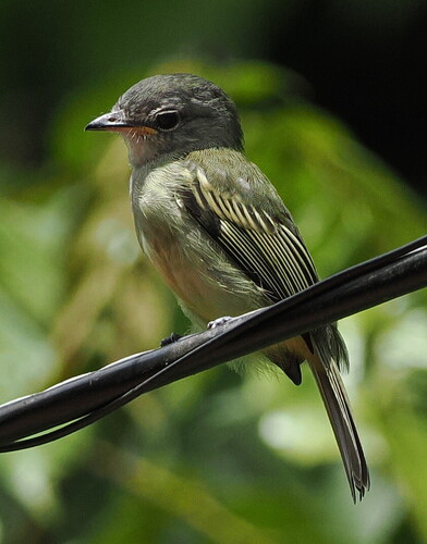 Grey-crowned Flatbill (Tolmomyias poliocephalus)