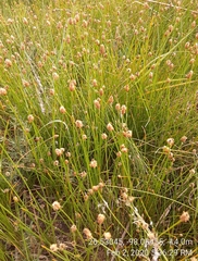 Eleocharis albida