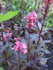 Lobelia × speciosa