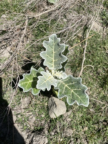 white-margined nightshade (Solanum marginatum)