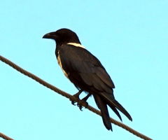 Corvus albus