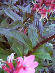 Lobelia × speciosa