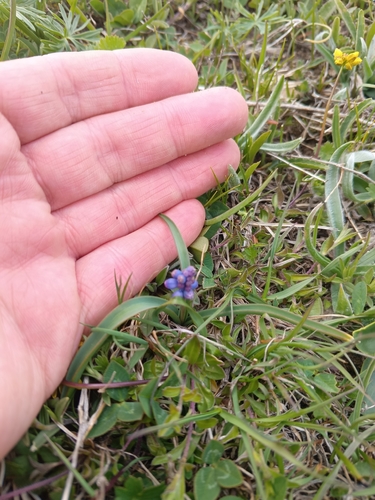 Pale Grape-hyacinth (Muscari pallens)