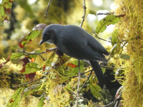 Dwarf Jay (Cyanolyca nanus), photo 2