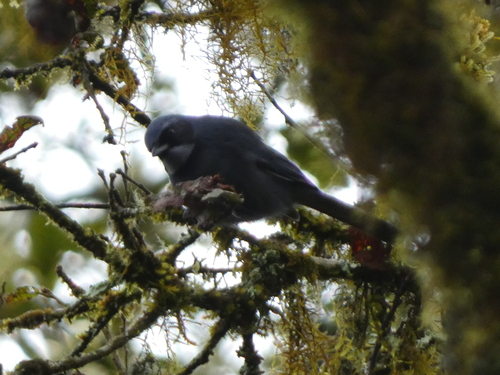 Dwarf Jay (Cyanolyca nanus), photo 9