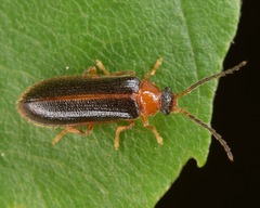 Omethes marginatus