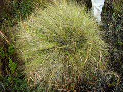 Tenaxia disticha