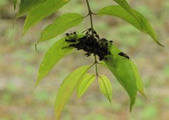 Polybia chrysothorax