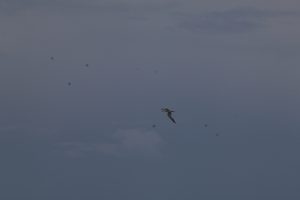 Crested Tern (Thalasseus bergii)