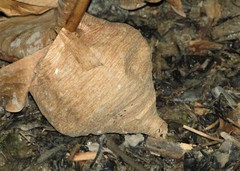 Angiopolybia