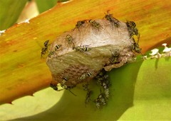 Protopolybia exigua