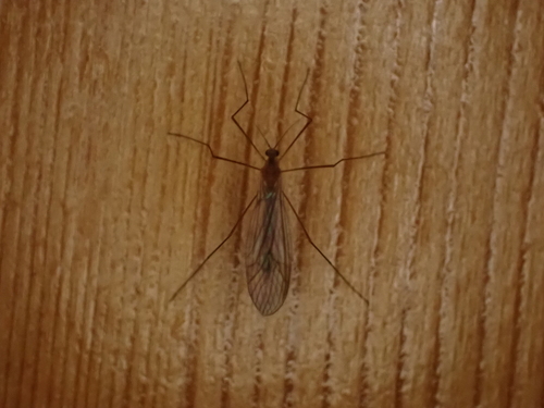 Unknown species found near North Highlands