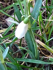 Galanthus nivalis