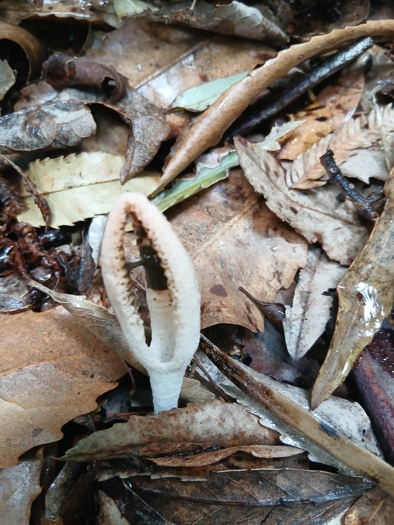 Pseudocolus fusiformis · January 2026 · photo: © mphnz (iNaturalist, cc0)