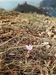 Colchicum triphyllum