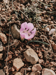 Colchicum triphyllum