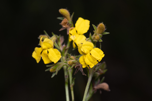 spiked goodenia (Goodenia stelligera)