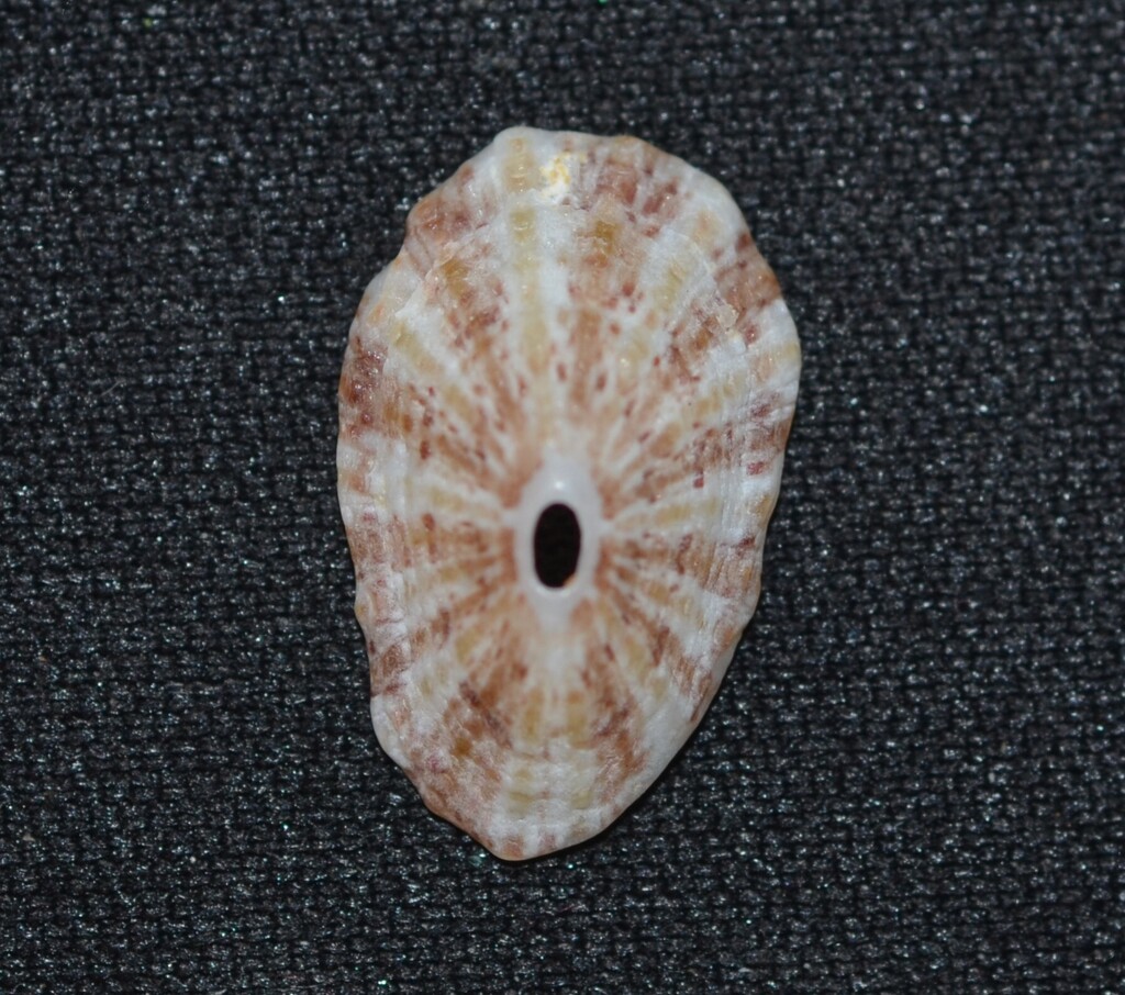 Rosy Keyhole Limpet