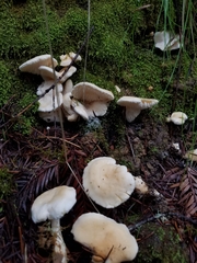Hydnum oregonense