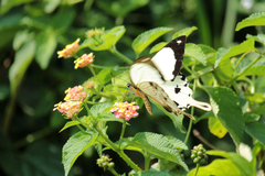 Papilio dardanus dardanus